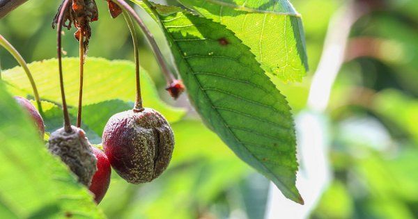 Болезни войлочной вишни - описание с фотографиями и способы лечения монилиоза, почему сохнет вишня после цветения, видео